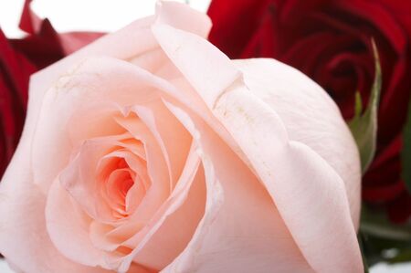 Roseの写真素材
