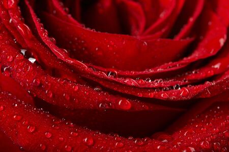 Macro image of dark red rose with water droplets. Extreme close-up .の写真素材