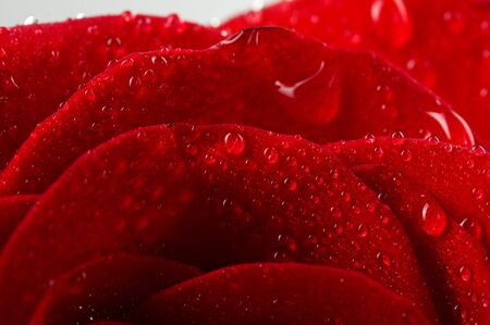 Macro image of dark red rose with water droplets. Extreme close-up .の写真素材