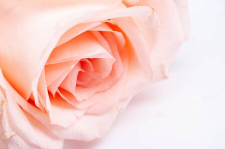 roseの写真素材