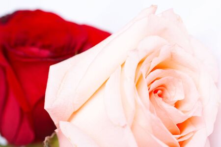 roseの写真素材