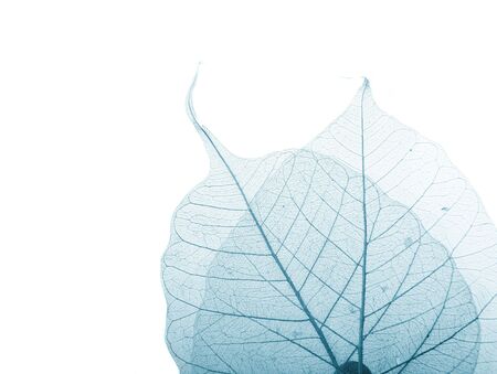 leaf dry