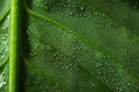 leaf and dropの写真素材