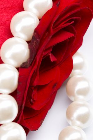 rose pearの写真素材