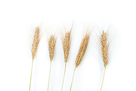 Grain earsの写真素材