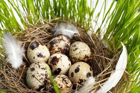 egg in a real nestの写真素材