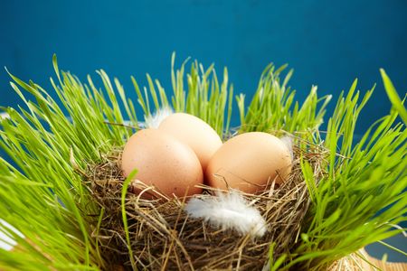 egg in a real nest