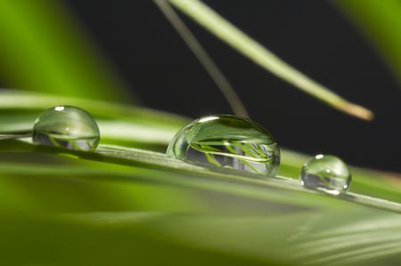 drops with green grassの写真素材