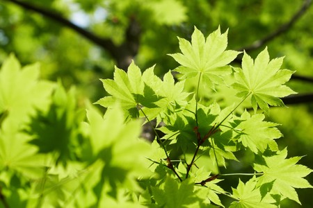 green leavesの写真素材