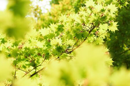 green leavesの写真素材