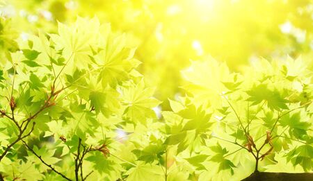 green leavesの写真素材