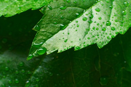 leaf and dropの写真素材