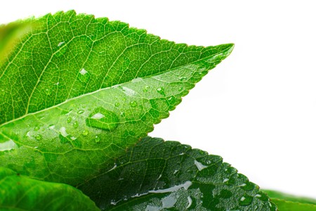leaf and drop