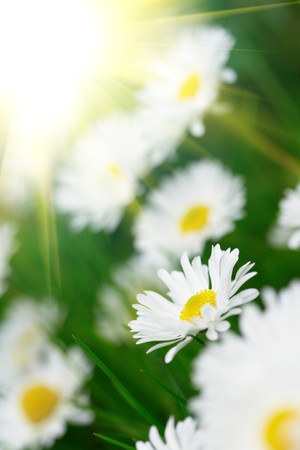 field of daisies の写真素材