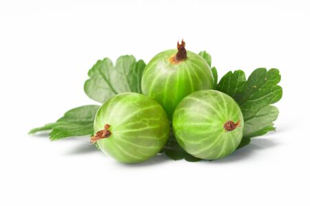 gooseberry,  among green leavesの写真素材