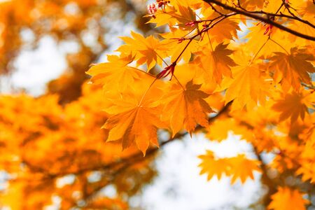 Autumn, yellow leavesの写真素材
