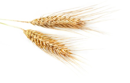 Grain earsの写真素材