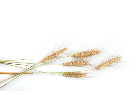 Grain earsの写真素材