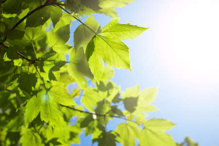 Green leaves on the blue skyの写真素材