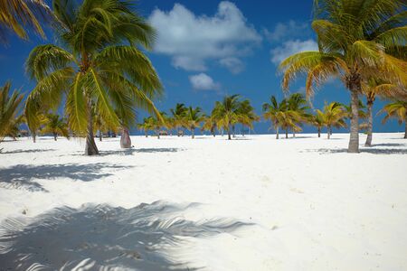 palm tree in the  blue skyの写真素材