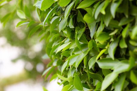 green bush
の写真素材