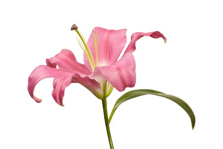   Pink lilyの写真素材