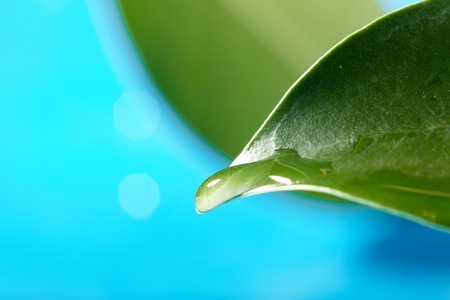 water drops on the green leafの写真素材