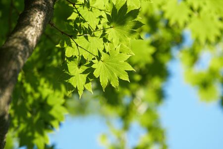 green leavesの写真素材