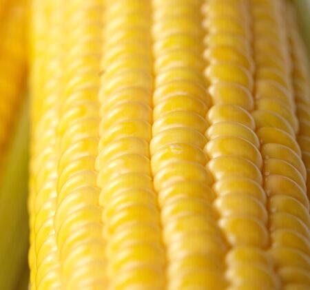 Fresh corn vegetable 