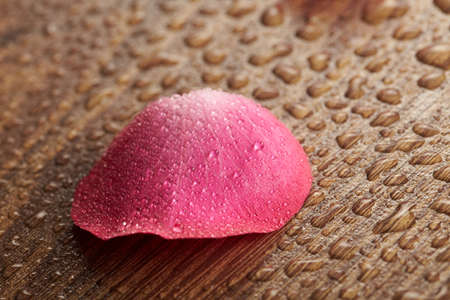 red rose, drop waterの写真素材