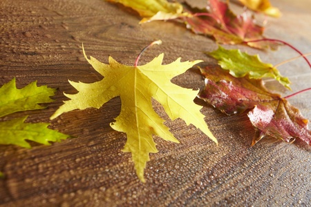 Autumn leaves 