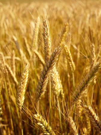 Golden wheat の写真素材