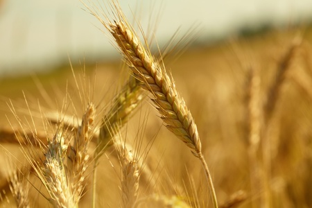 Golden wheat の写真素材