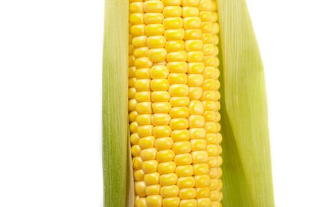 Fresh corn vegetable の写真素材
