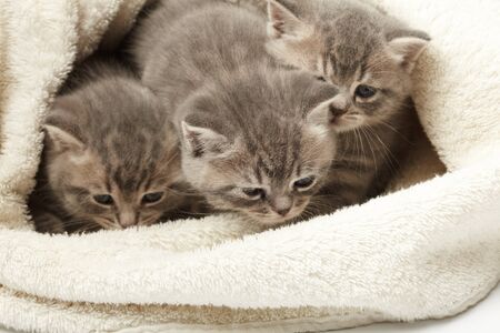 funny kittensの写真素材