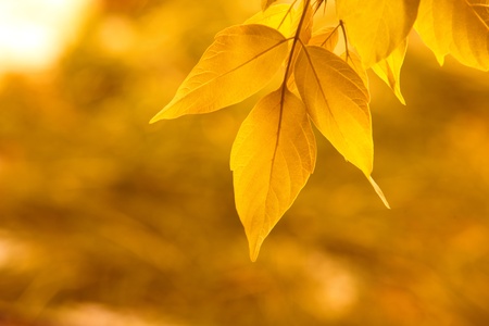 yellow leaves