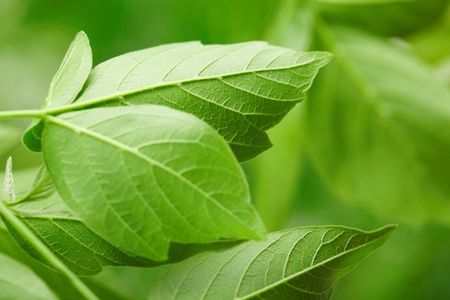 green leaves