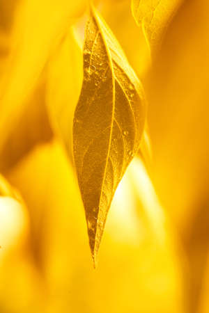 autumn leavesの写真素材