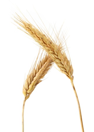 wheat isolated on white の写真素材