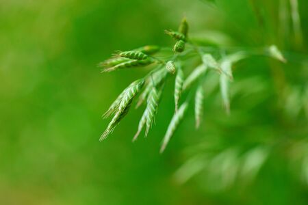 Beautiful green leavesの写真素材