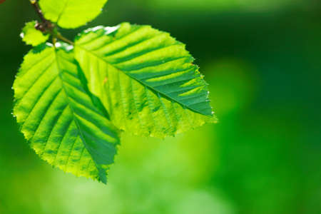 green leaves