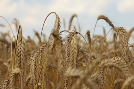 wheat field