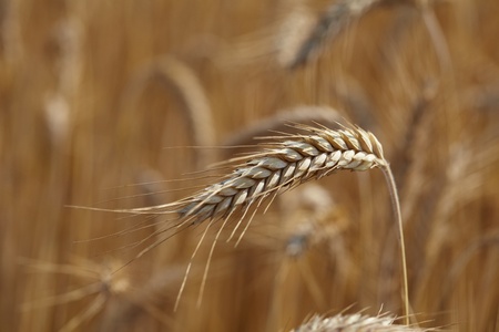 wheat field