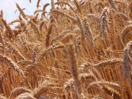 wheat field 