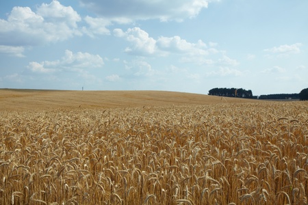 wheat field