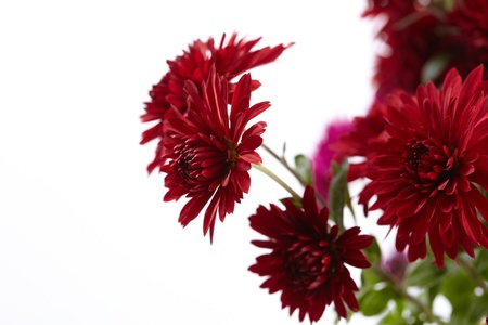 beautiful chrysanthemum の写真素材