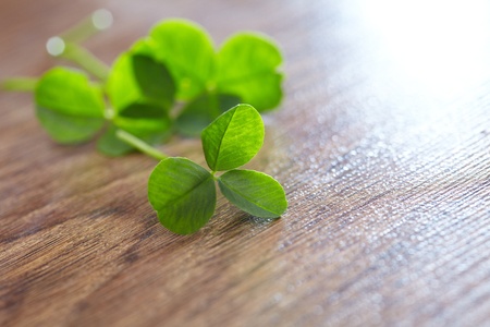 leaf clover on wood background