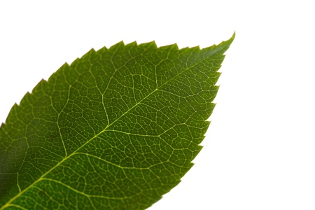 green leaf