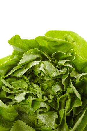 fresh lettuceの写真素材