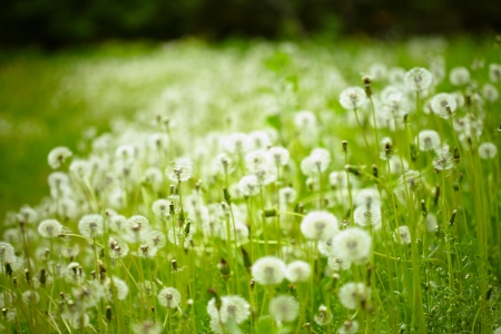 field of dandelionsの写真素材